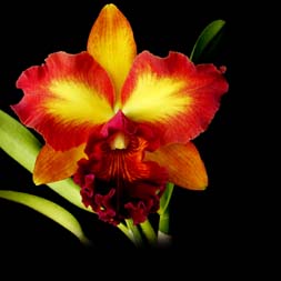 Blc. Mary Ellen Carter 'Dixie Hummingbird ', HCC/AOS